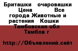 Бриташки - очаровашки.  › Цена ­ 3 000 - Все города Животные и растения » Кошки   . Тамбовская обл.,Тамбов г.